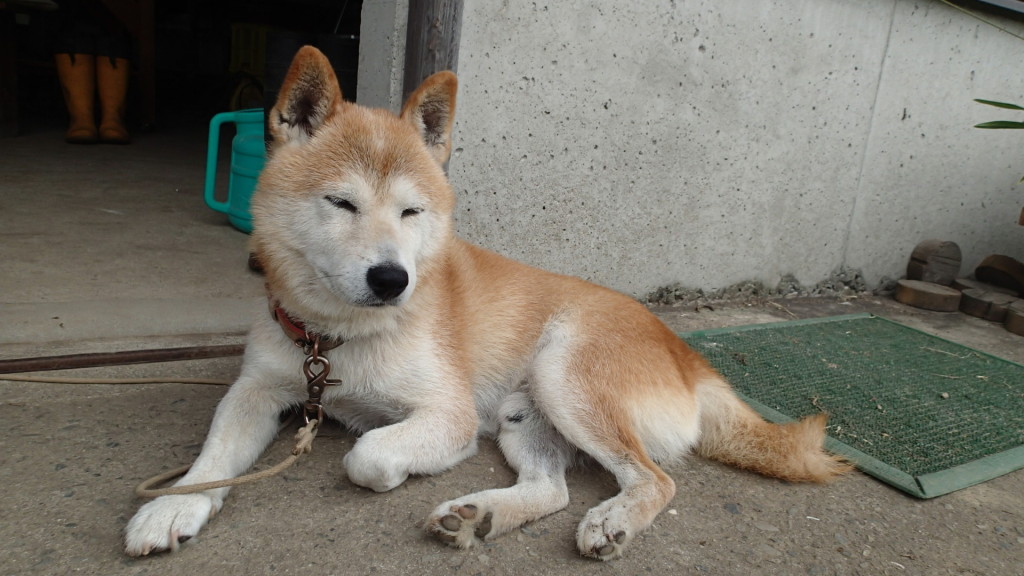 じっと外を見るタローは・・・