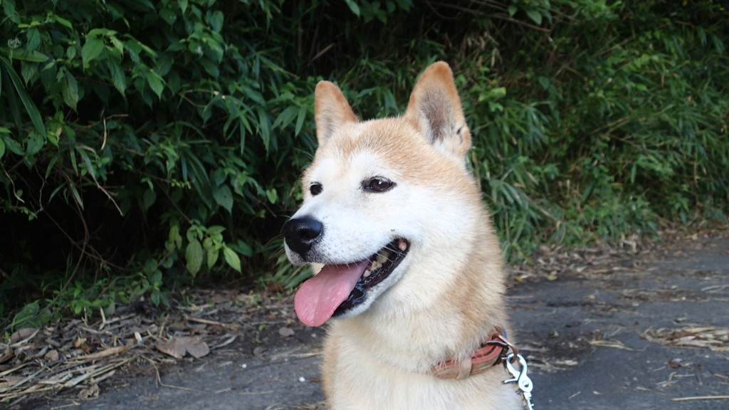 散歩中のタローはうれしそうに見えます。