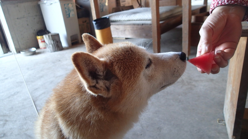 今日は暑いので西瓜がおやつでした。