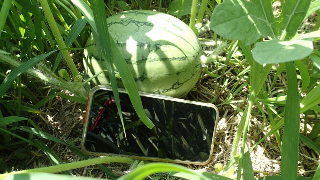 まだ大きくないですが、小玉西瓜ですから、