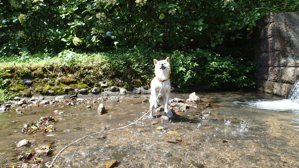 浅瀬でジャンプなら・・・