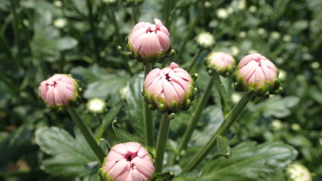 アモロッサ、そろそろ咲きそうです。