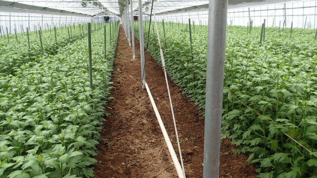 ここにたくさん草が生えていたんですよ！