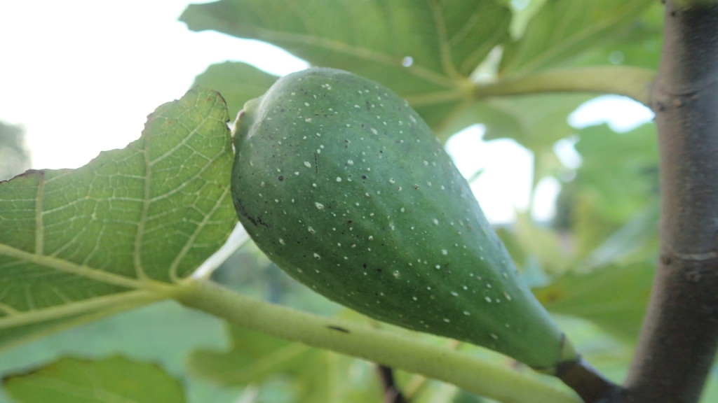 我が家のイチジクはまだ青いです。