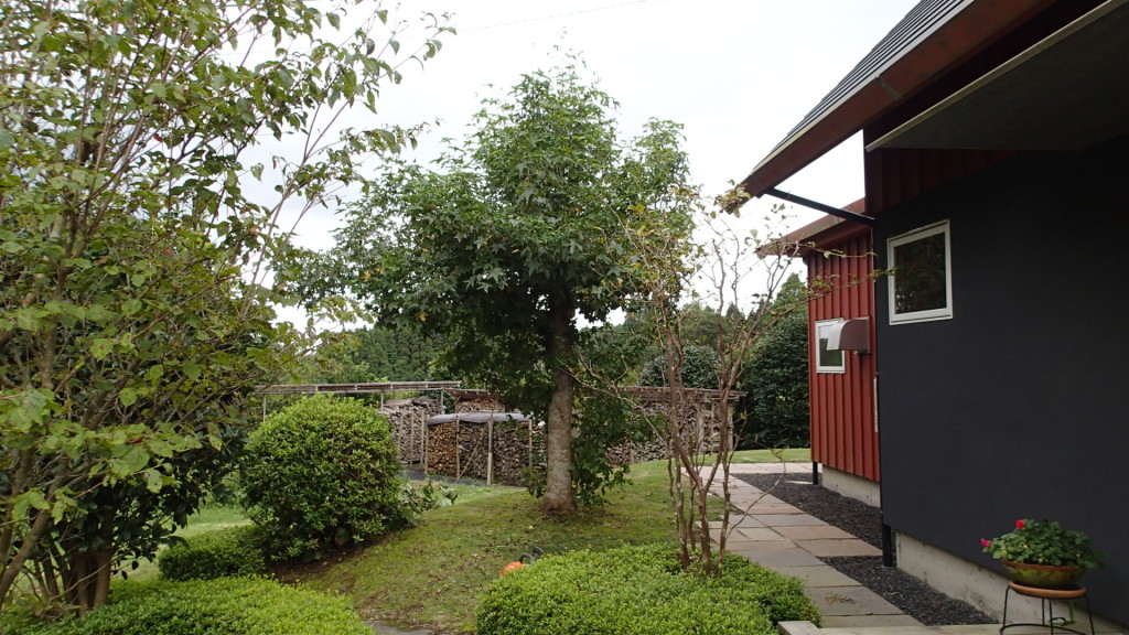 トウカエデ、伐採