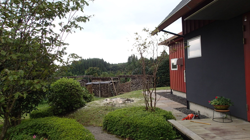 トウカエデを伐採しました。