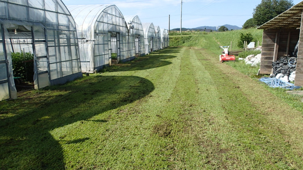 野芝ではありません。草です。