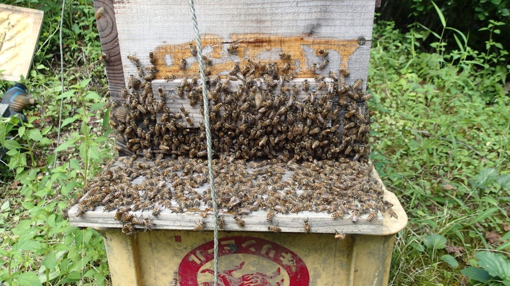 蜂さん達、ご苦労様でした。