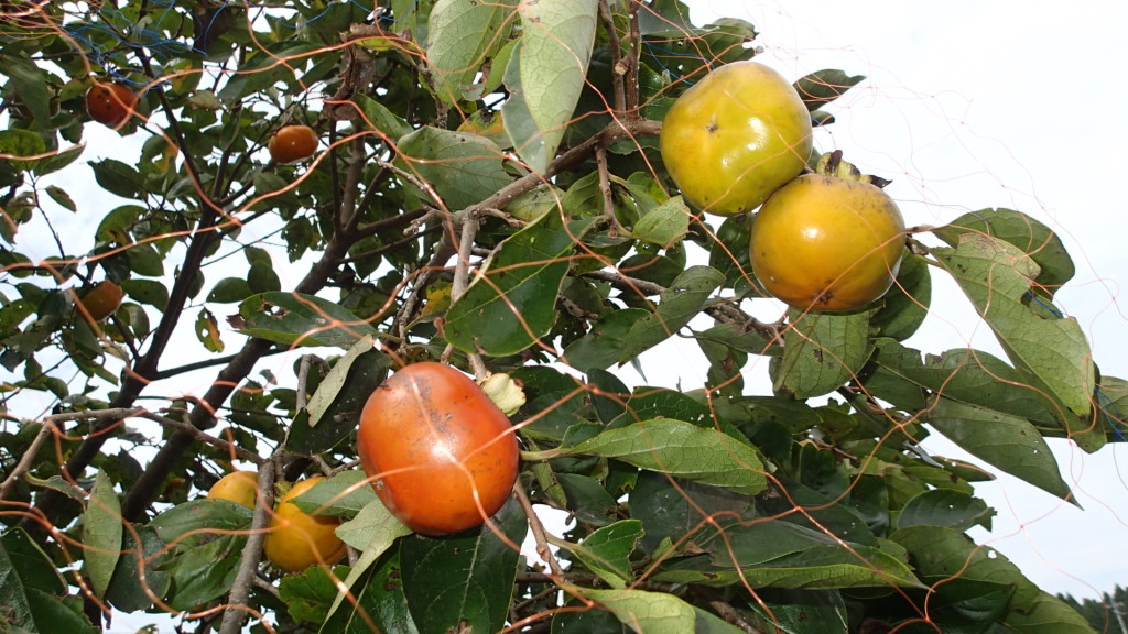 虫食いの柿も食べられていません！