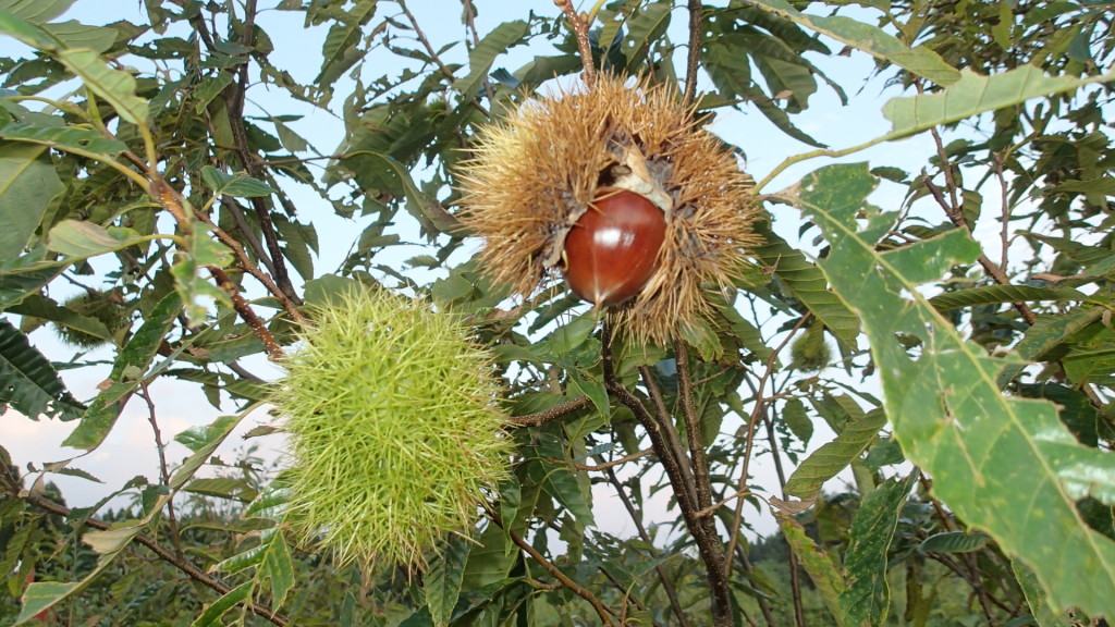 初収穫でした。