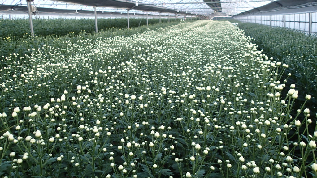 そろそろトッピングが「バカッ」っていきそうです。