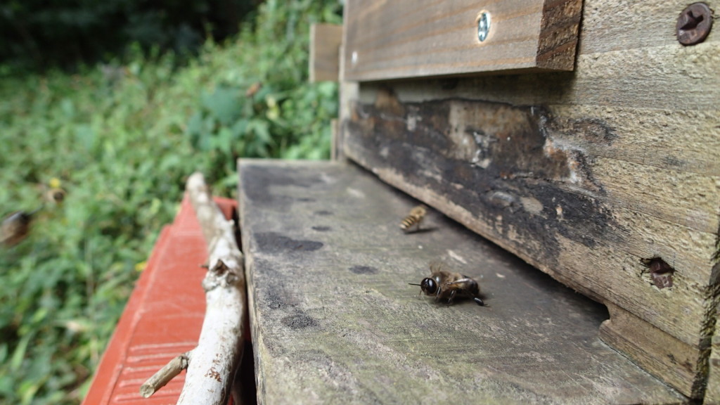 連写で撮ってやっと写りました。