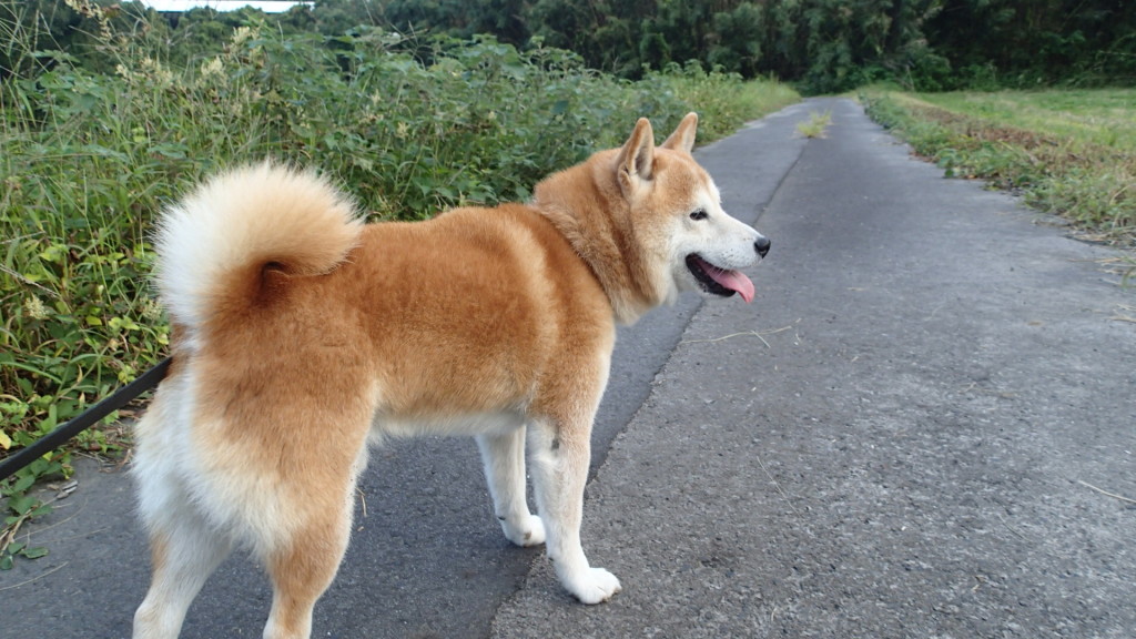 夕方の散歩はちゃんとあります。いい飼い主です。