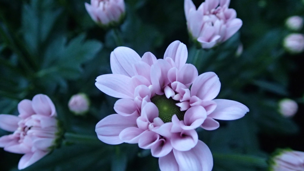 シルビア、日産シルビアって車があります。