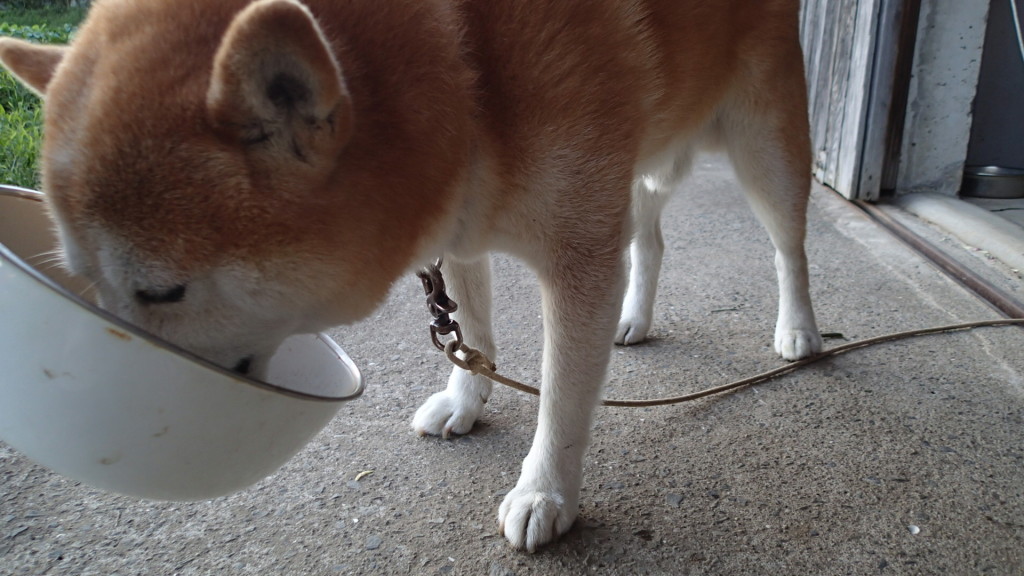 ご飯は持ってもらって食べます。