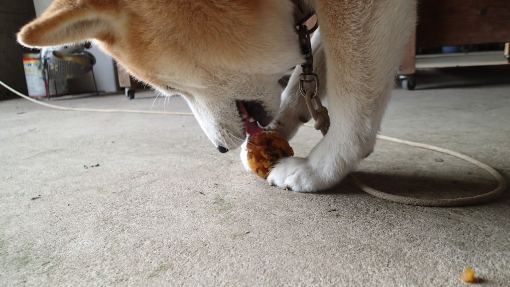 犬だって柿を食べますよ！