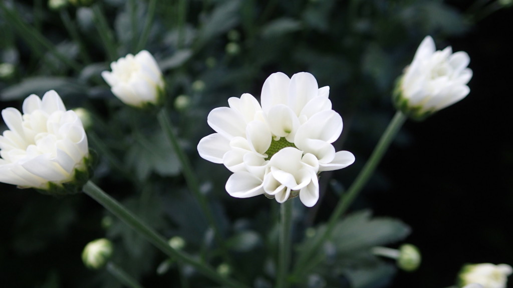 エルザ、今月で最後です。