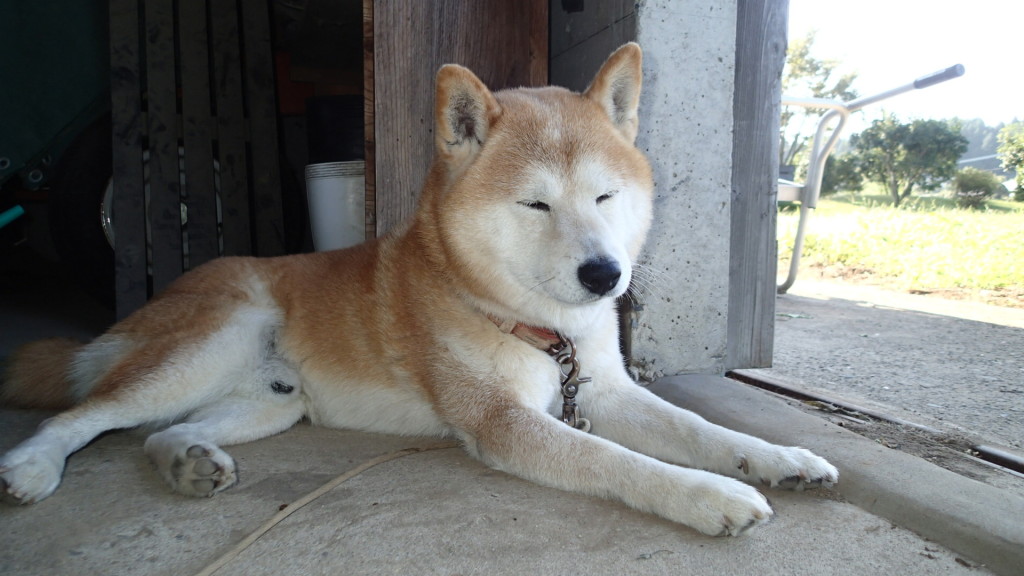 一休みの犬です。
