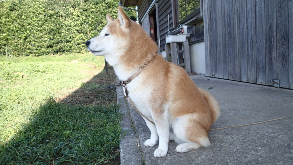 家庭菜園にいるおばさんを見ています。