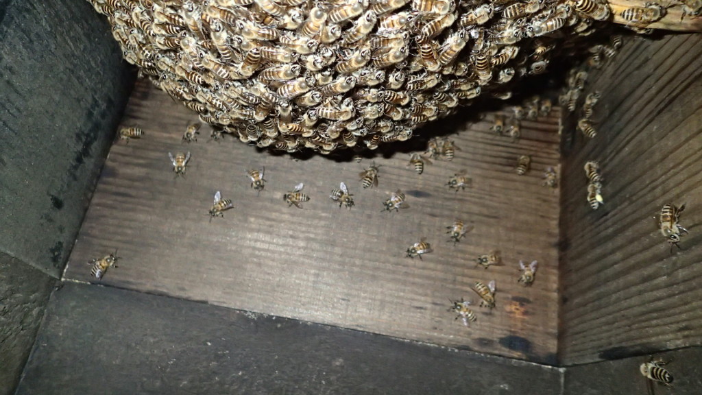 きれいな固まりでした。