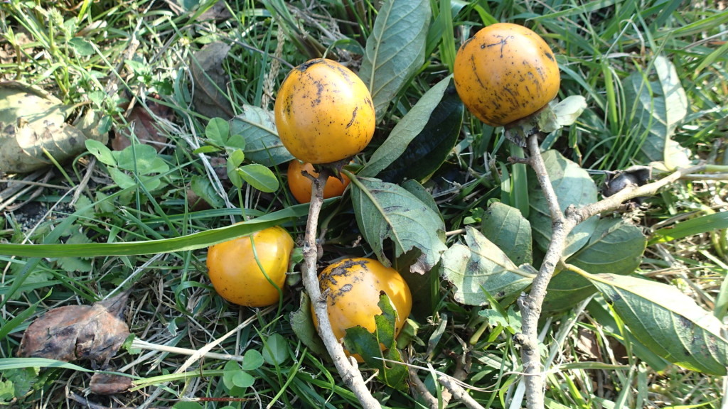 大きくはないですよ！