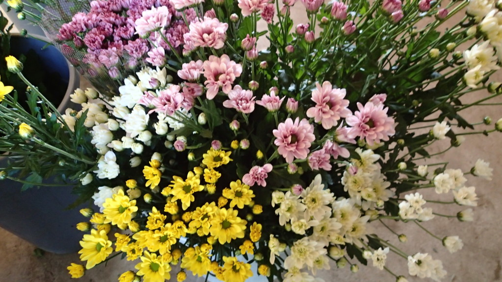 バケツの花、特に理由はありません。