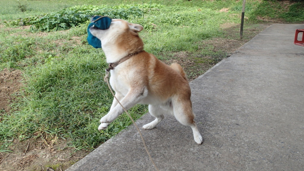 この遊びが好きです。