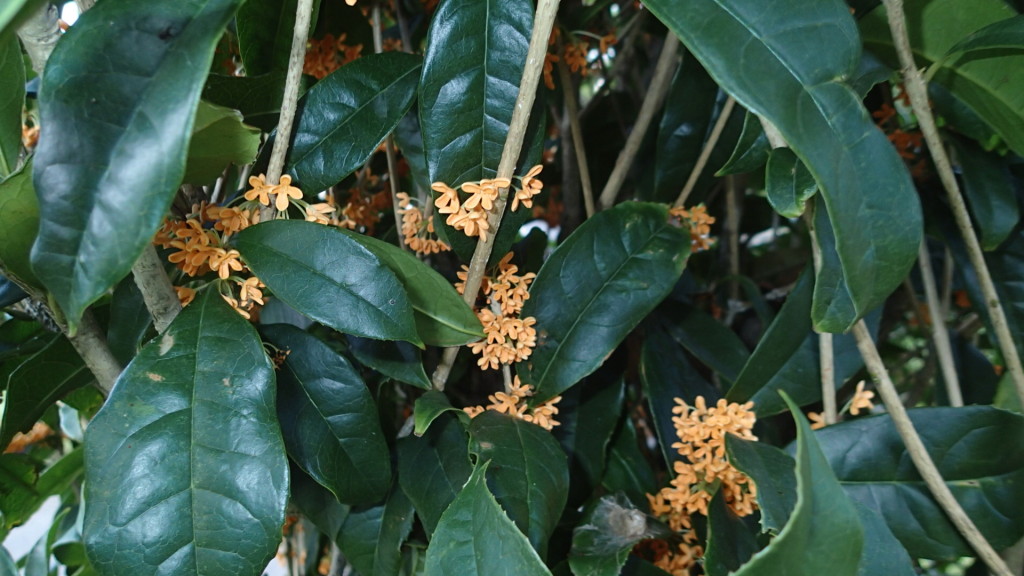 キンモクセイの匂いは秋の深まりです。