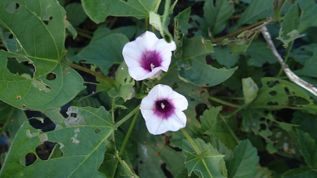 さつまいもの花