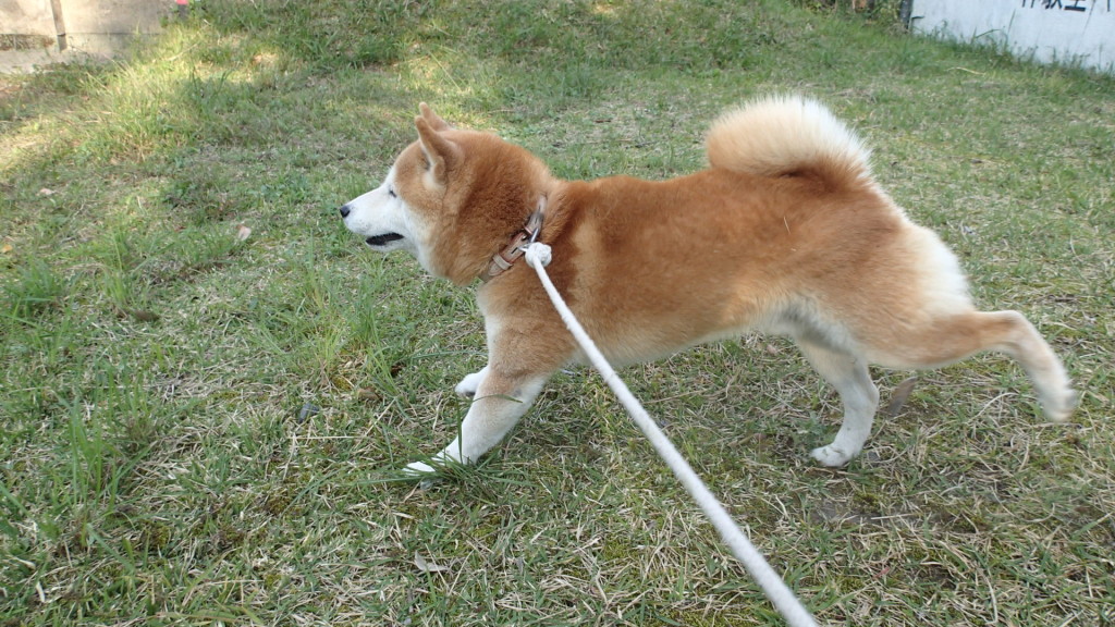 散歩ではちょっと○○ちをね！