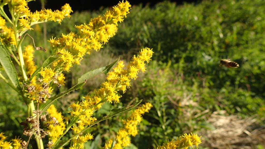 セイダカアワダチソウにみつばちが来ています。