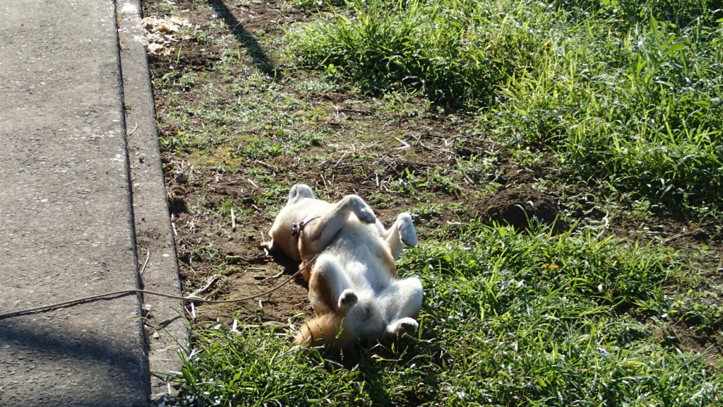 あまり、見られたくないんだけど・・・