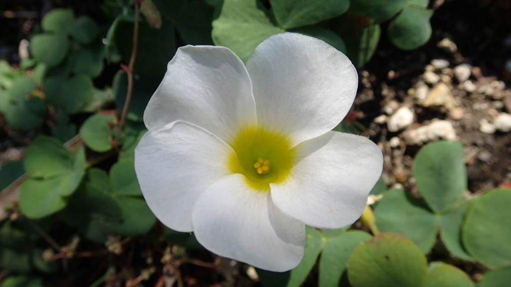 内容とは関係ありません、これもお菓子みたい!