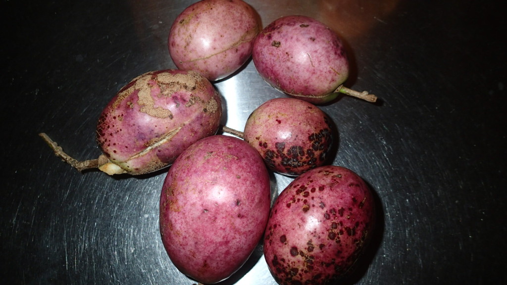 ムベだけど、ウンベって言います