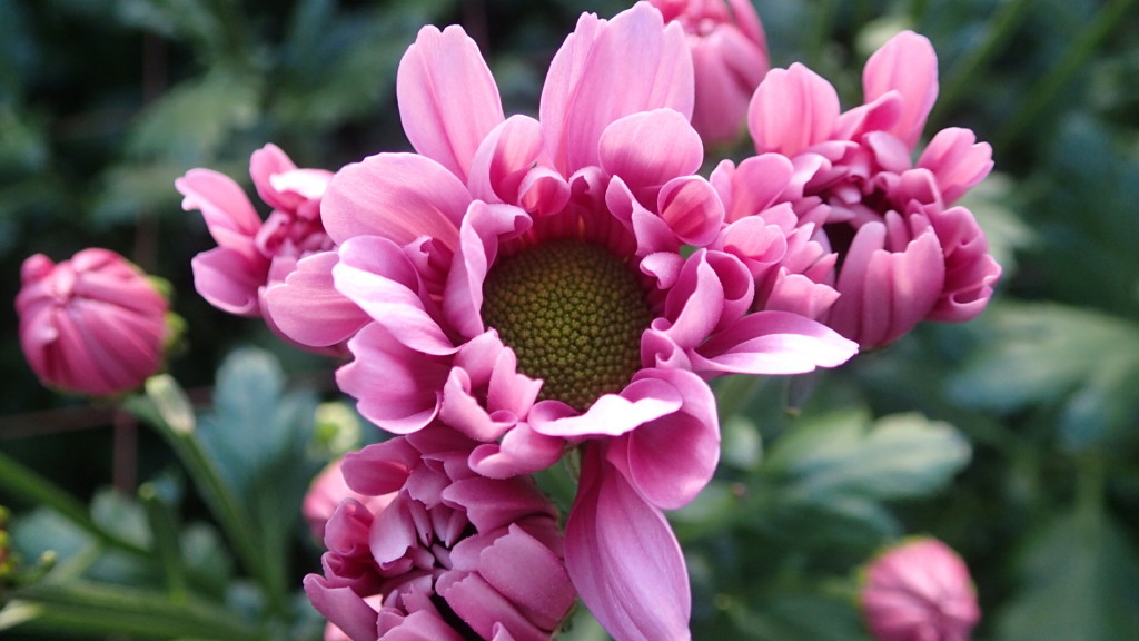 寒くなってくると色が濃くなります。