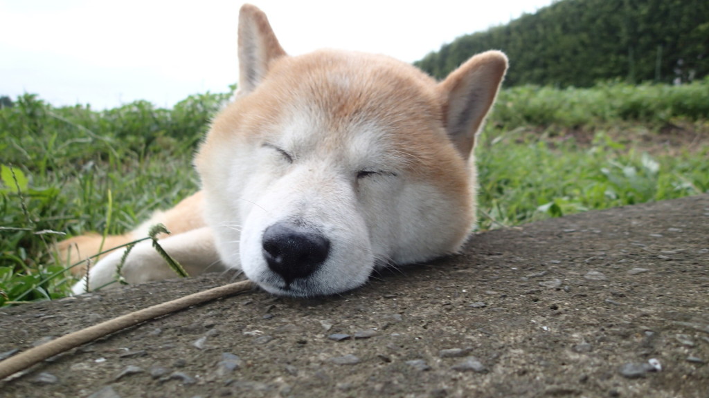 寝てはいません！