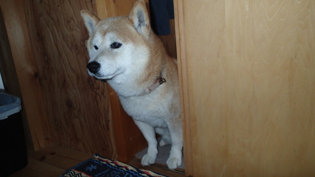 よく中を見ています。