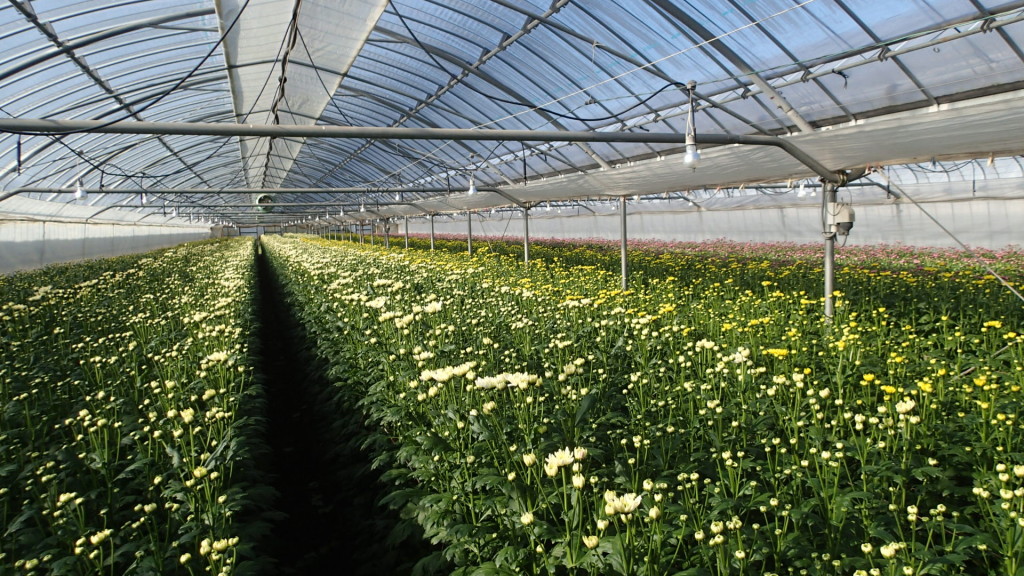 まとまって咲きそうです。