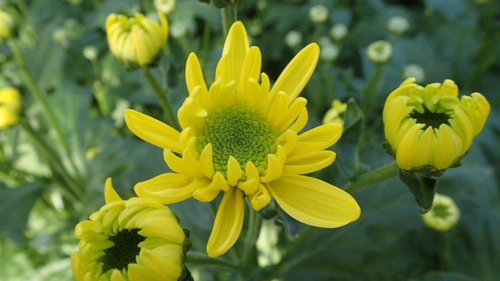 花の色では黄色が好きです。