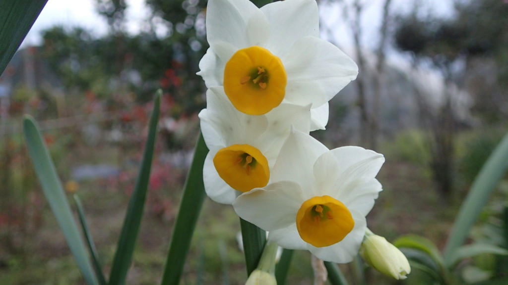 もうスイセンが咲いていました。
