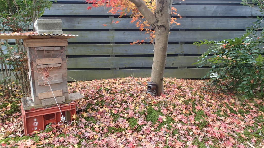 もみじの落ち葉がきれいです。