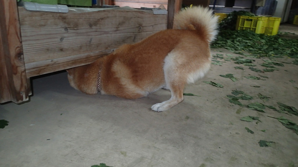 以前はこのまま潜っていけたんだけどなぁ～。