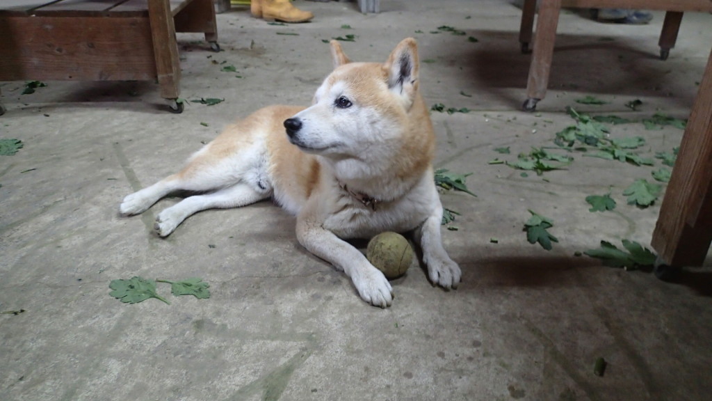 わたさないからね！