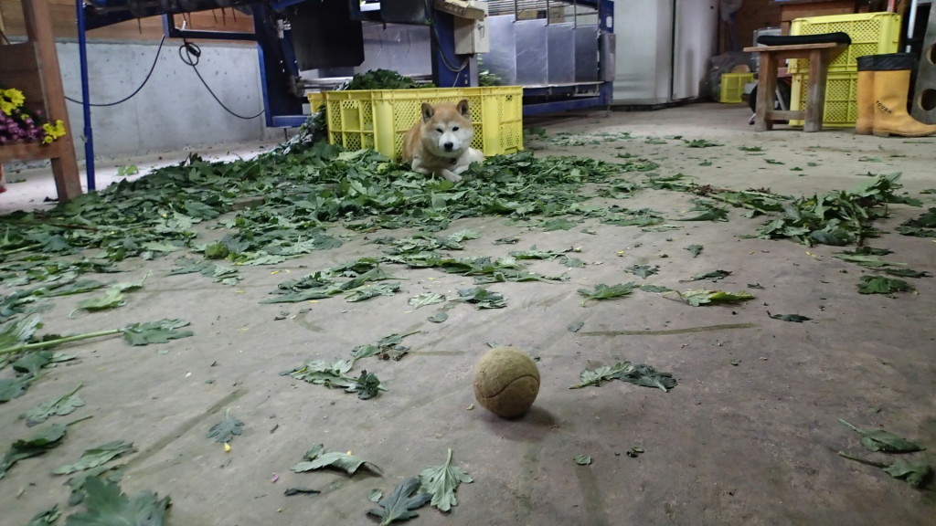 こっちへこい！