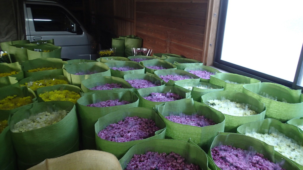 ピンクが多かった今日です。