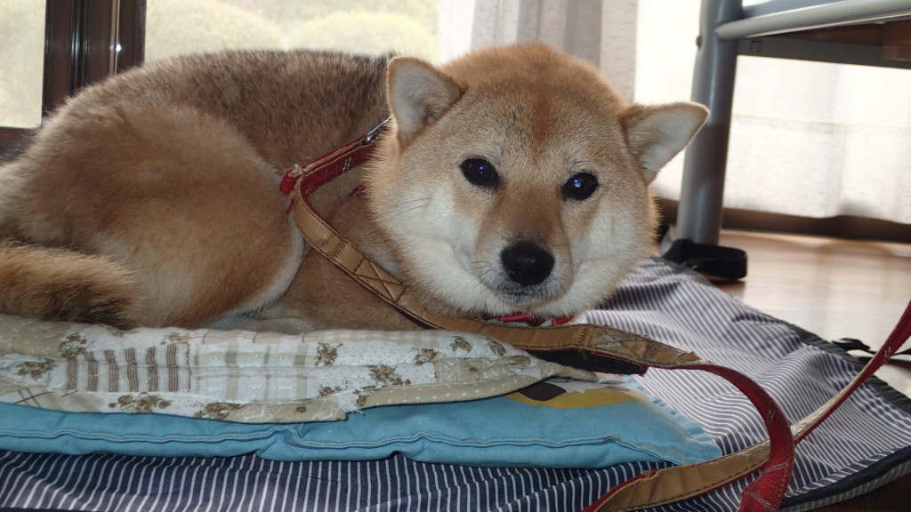 かわいいのでもう一枚