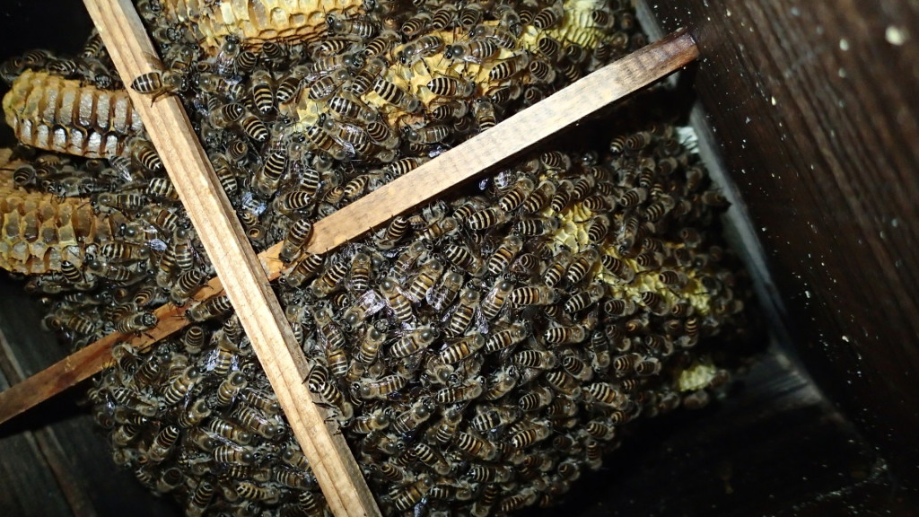 さて、来年の春はどうなっているか？