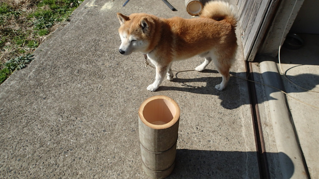 竹を運んだりとか、犬は手伝いません。