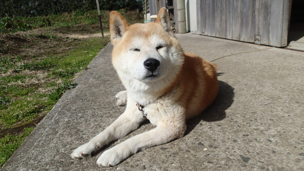 今晩から雪だって！