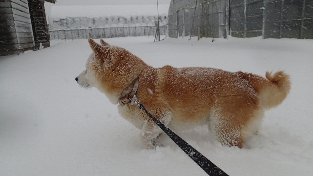タローは喜んでいました。